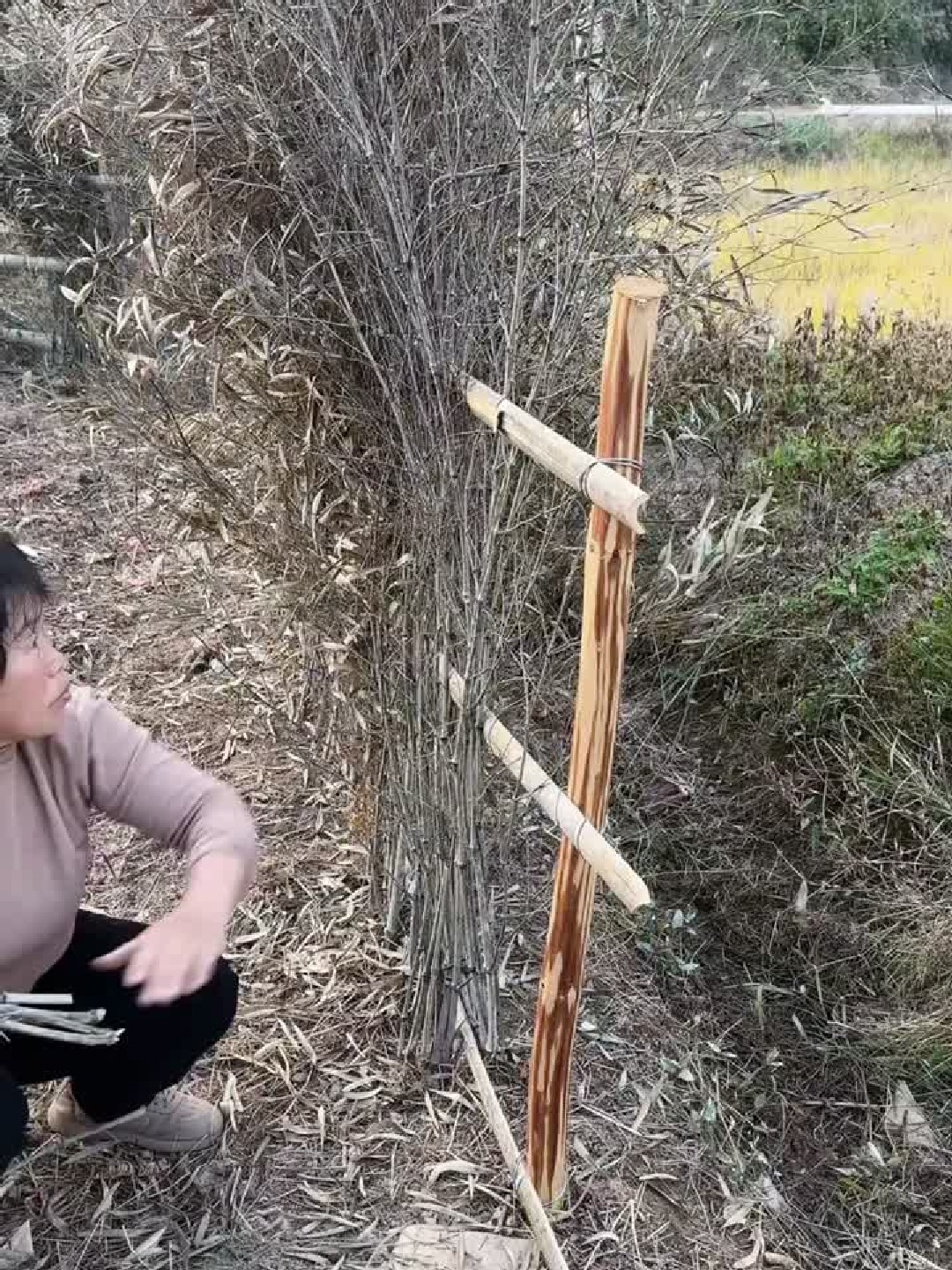竹条搭建菜园篱笆