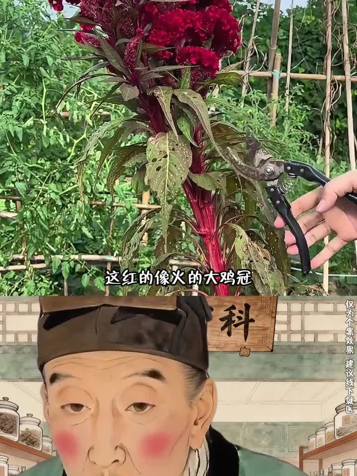 鸡冠花在《本草纲目》中记载也叫鸡公花