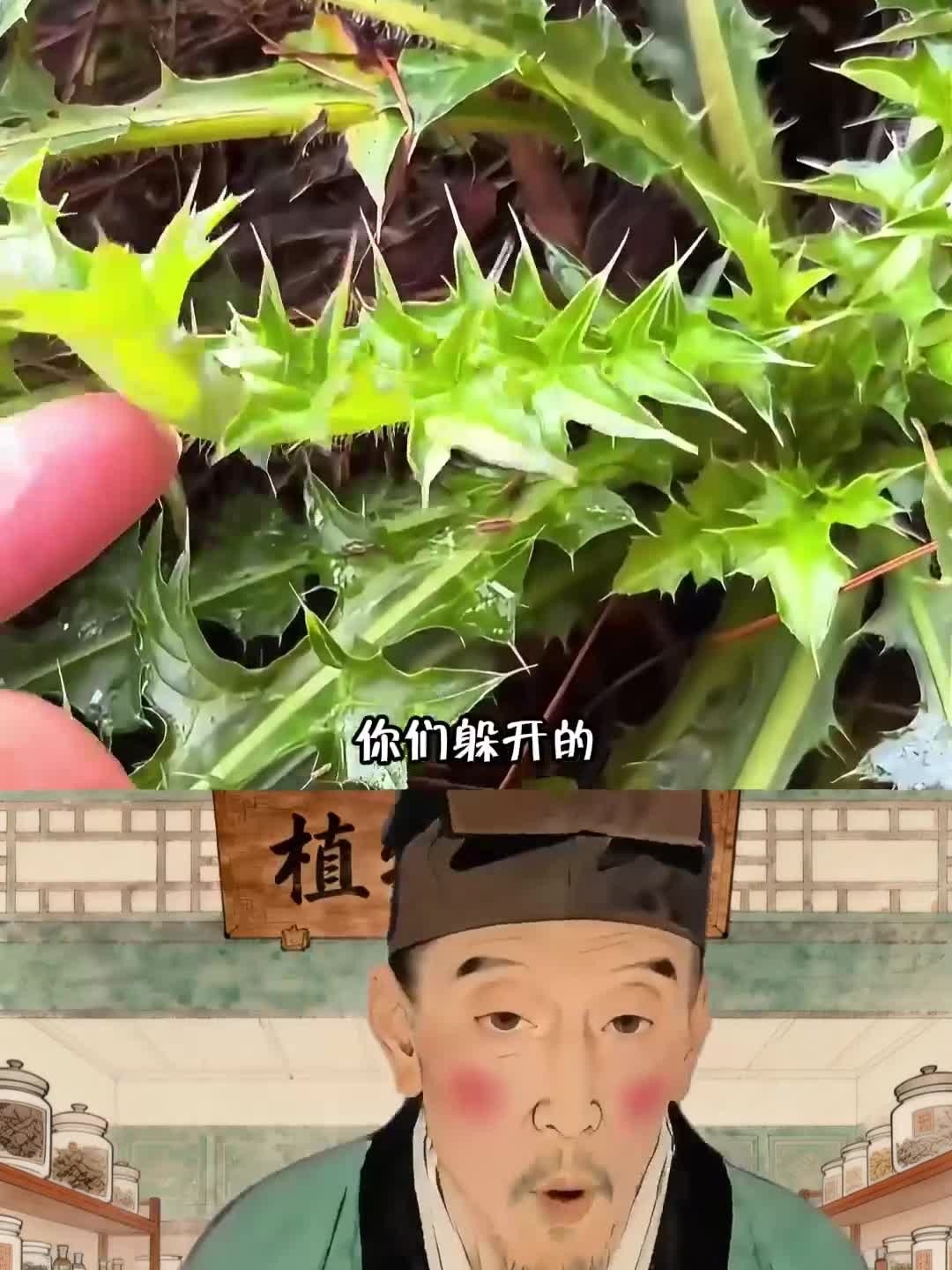 大蓟，又名刺儿菜，叶子长满尖刺，农村人采挖它的根