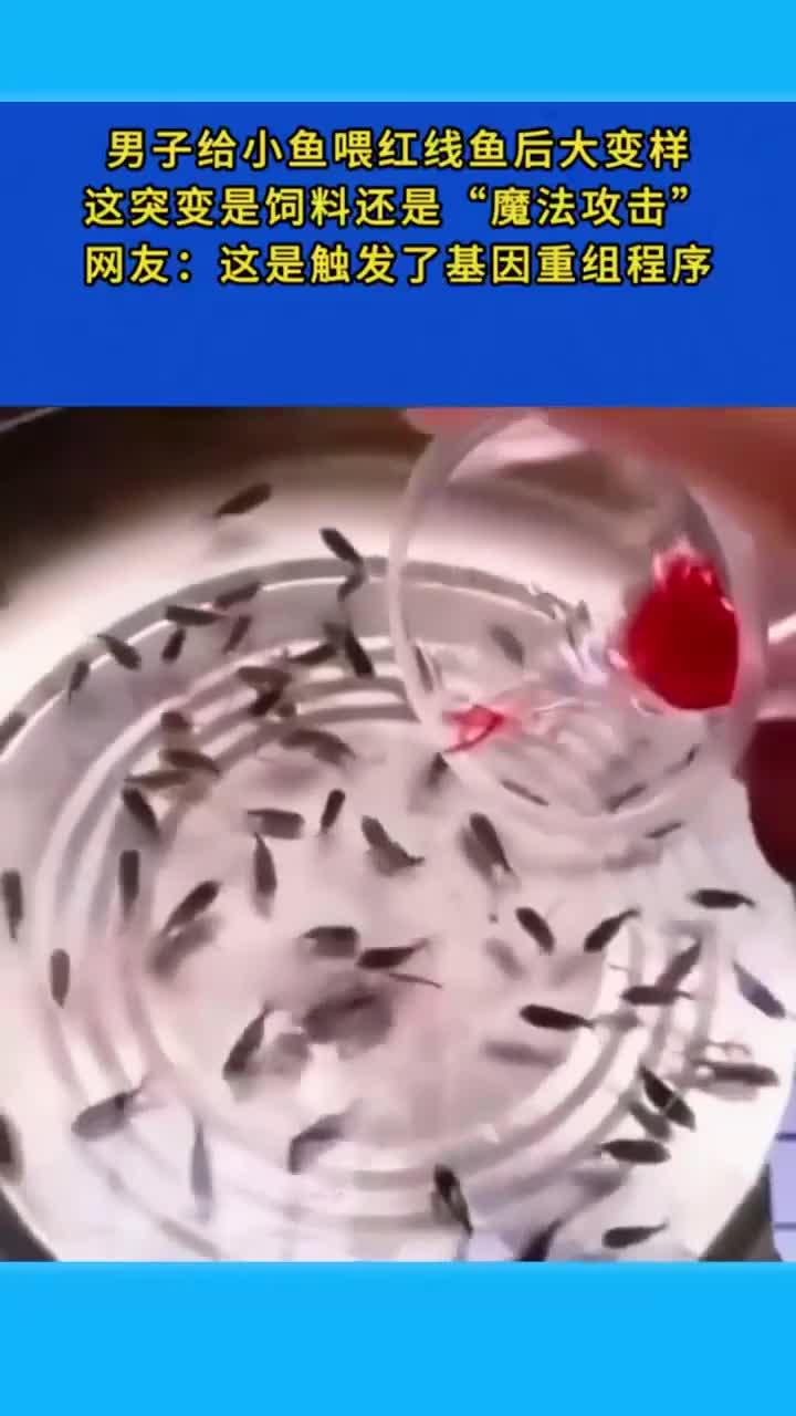 男子给小鱼喂红线鱼后大变样 (2)