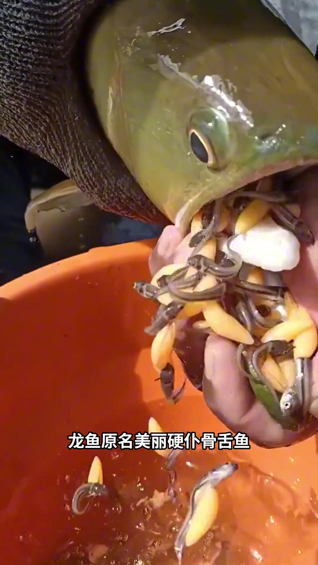 龙鱼，在嘴里长大的鱼，还自带营养袋！