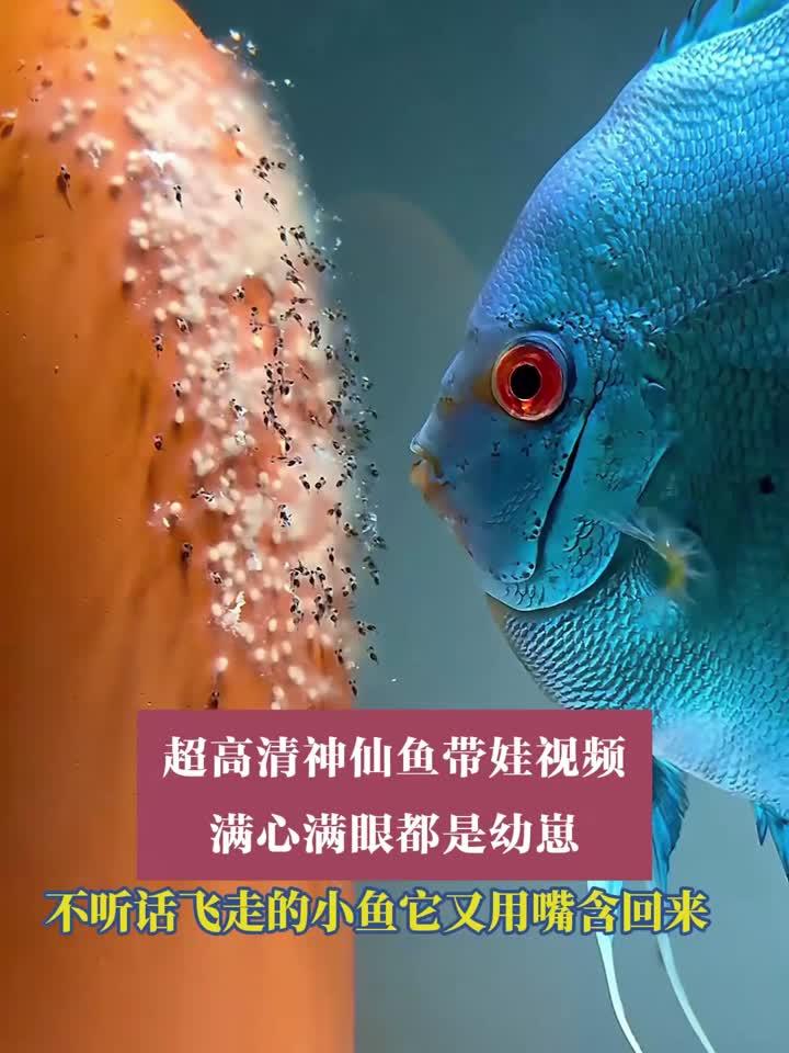 超高清神仙鱼带娃视频，满心满眼都是幼崽