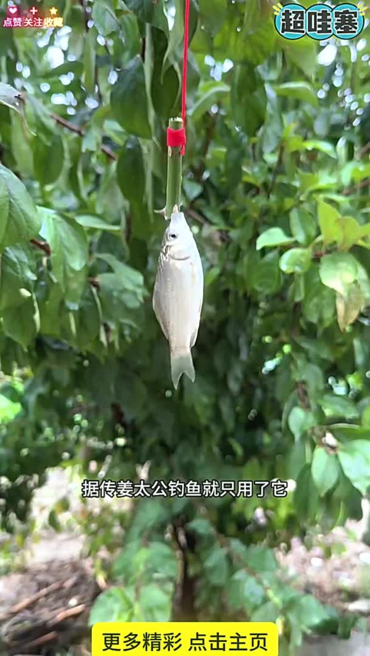 姜太公的鱼钩 姜太公的鱼钩