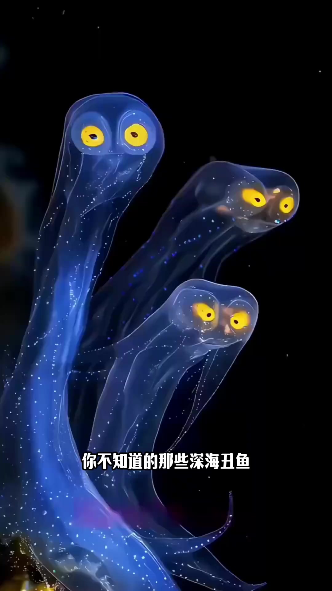 你不知道的那些深海丑鱼