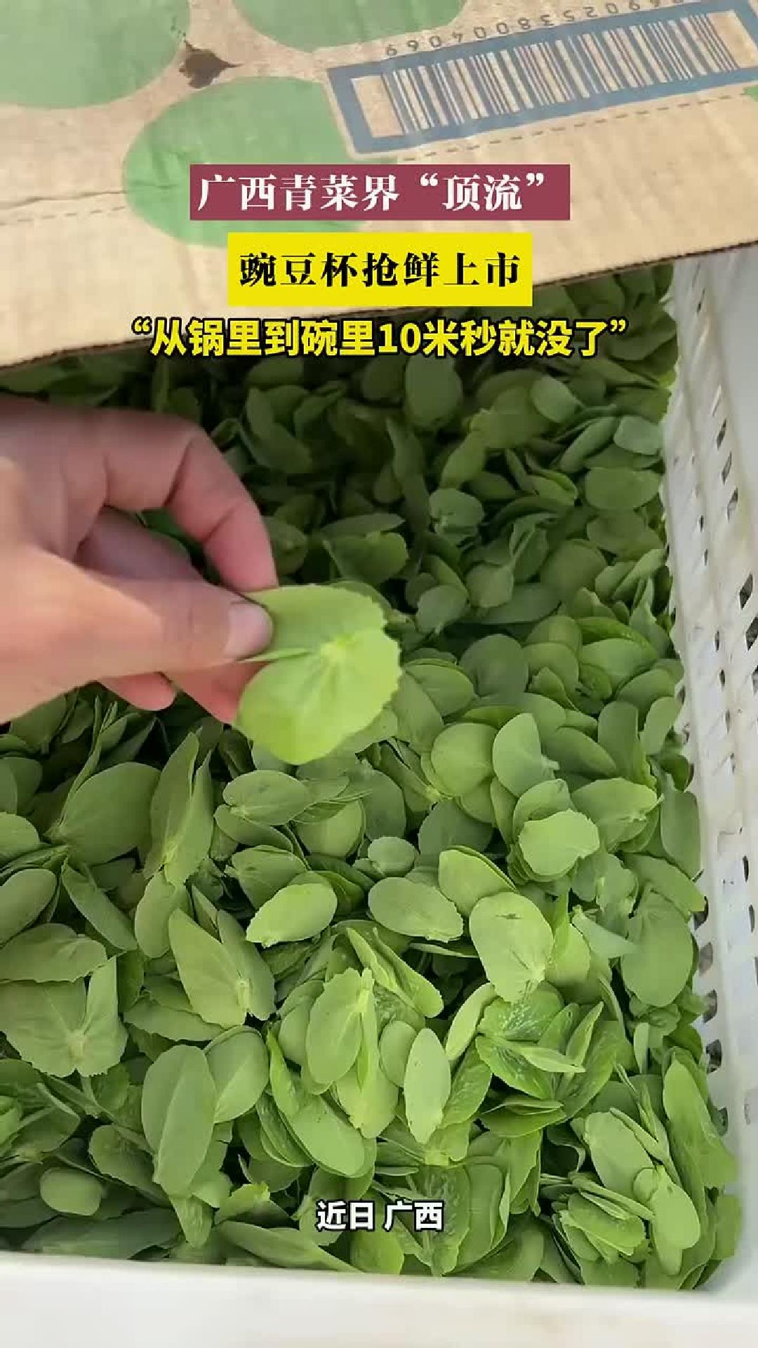 广西青菜界“顶流”，豌豆杯抢鲜上市。