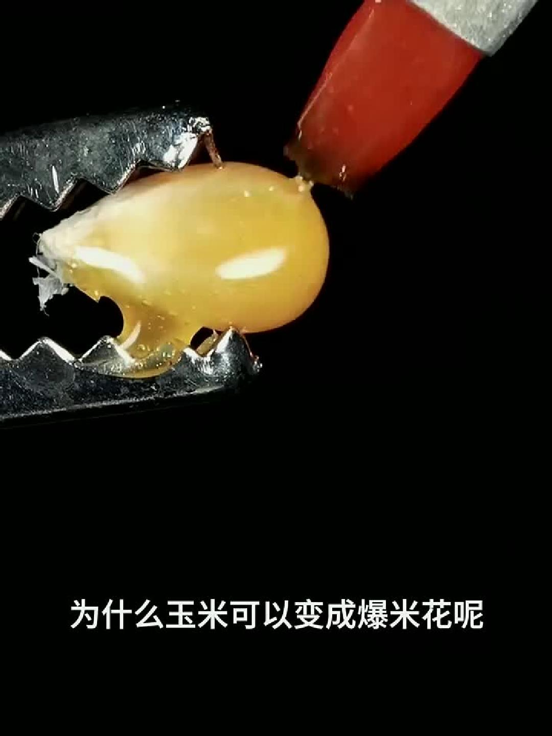 玉米可以制作爆米花，但你知道其中的原理吗？