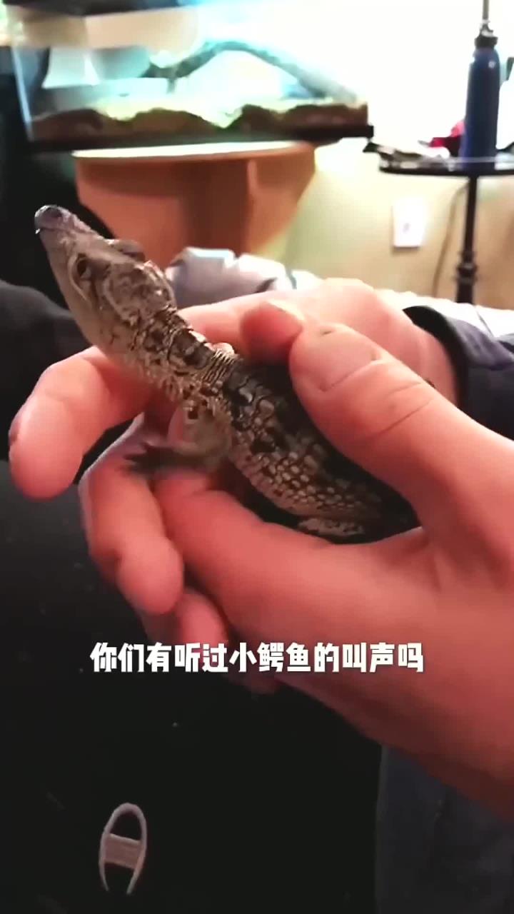 这么可爱的小鳄鱼,你不想养一条吗?