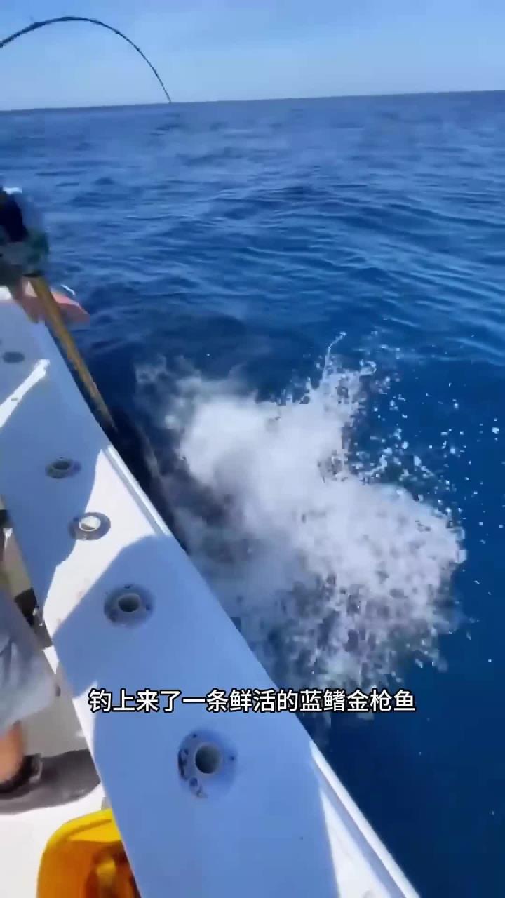 老渔夫在海边现场完美分解巨型金枪鱼