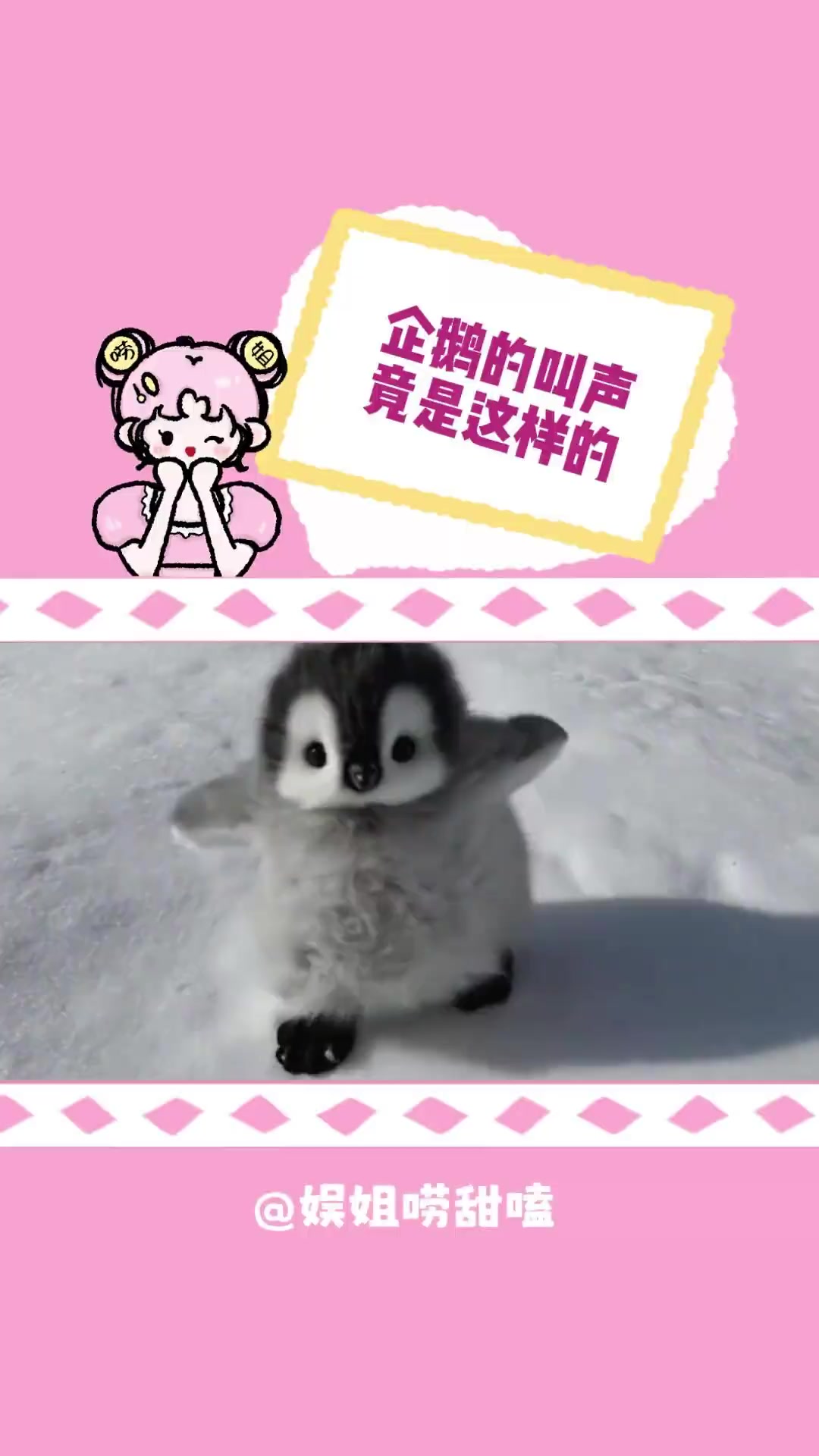 企鹅!你的叫声怎么是这样的?!