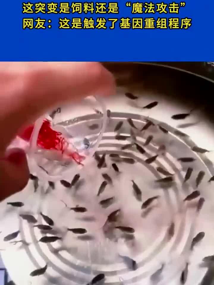 男子给小鱼喂红线鱼后大变样
