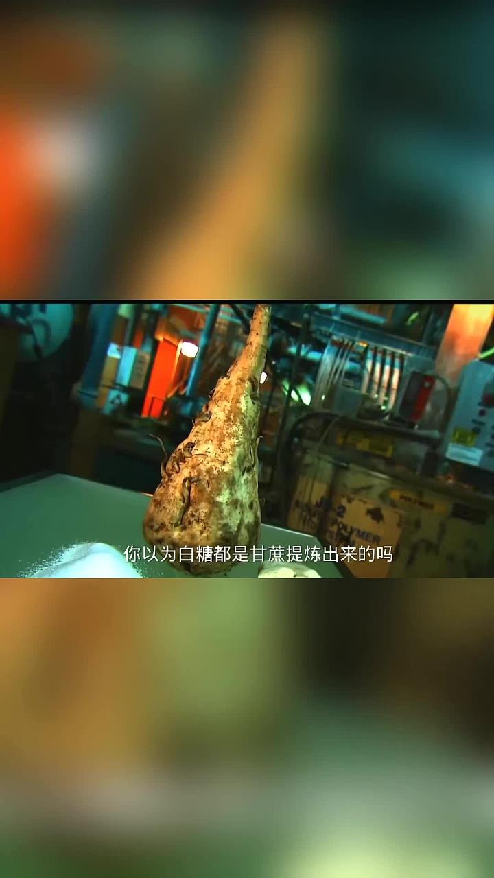甜菜也能制作白糖,制作白糖全过程解析 没用的知识又来了