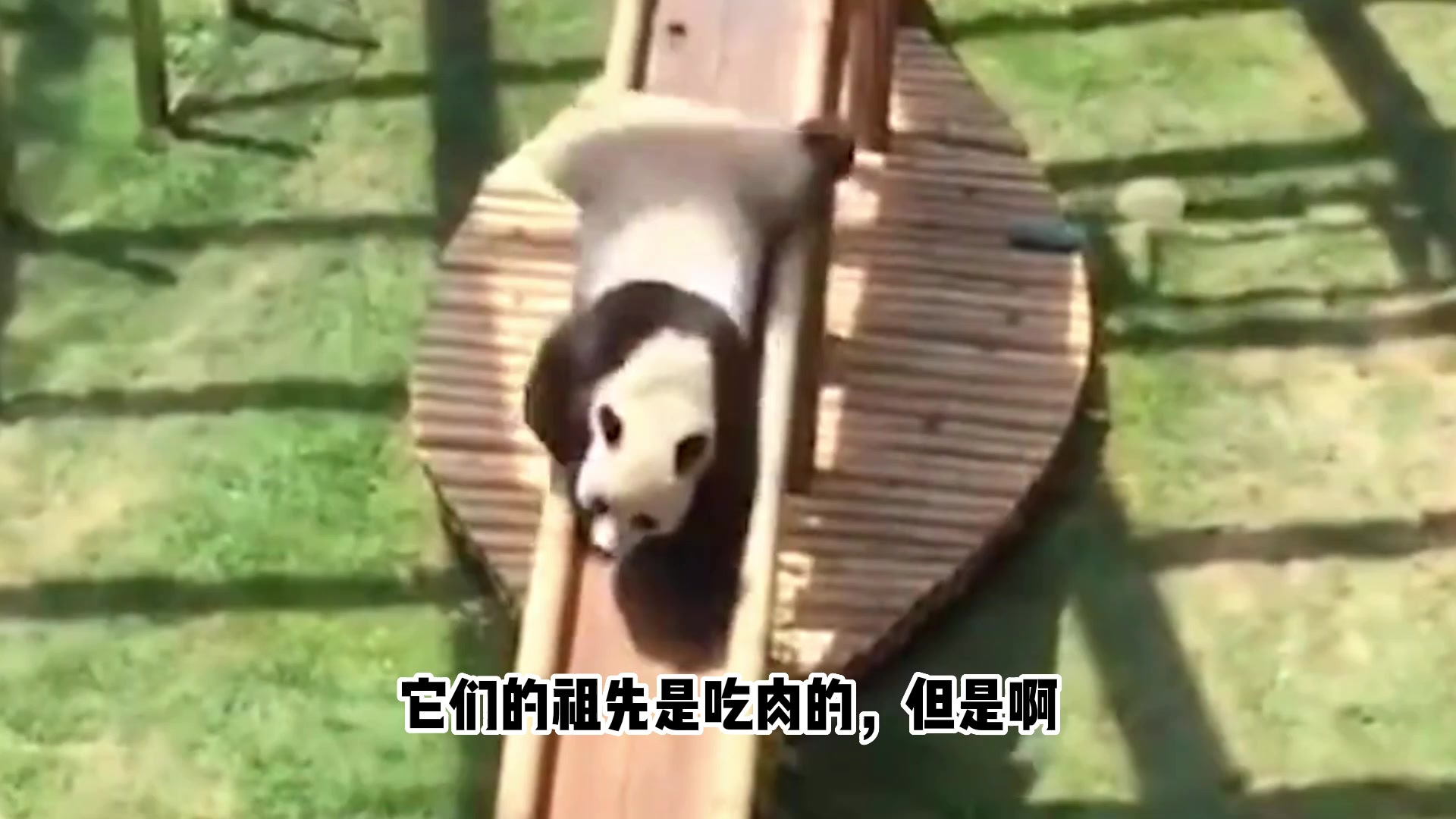 大熊猫是食肉动物,那它为什么爱吃竹子呢?