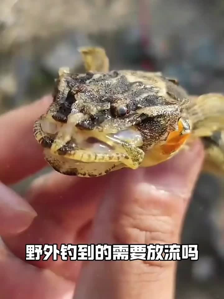 带你认识21种鱼类,有些鱼可不能随便带回家