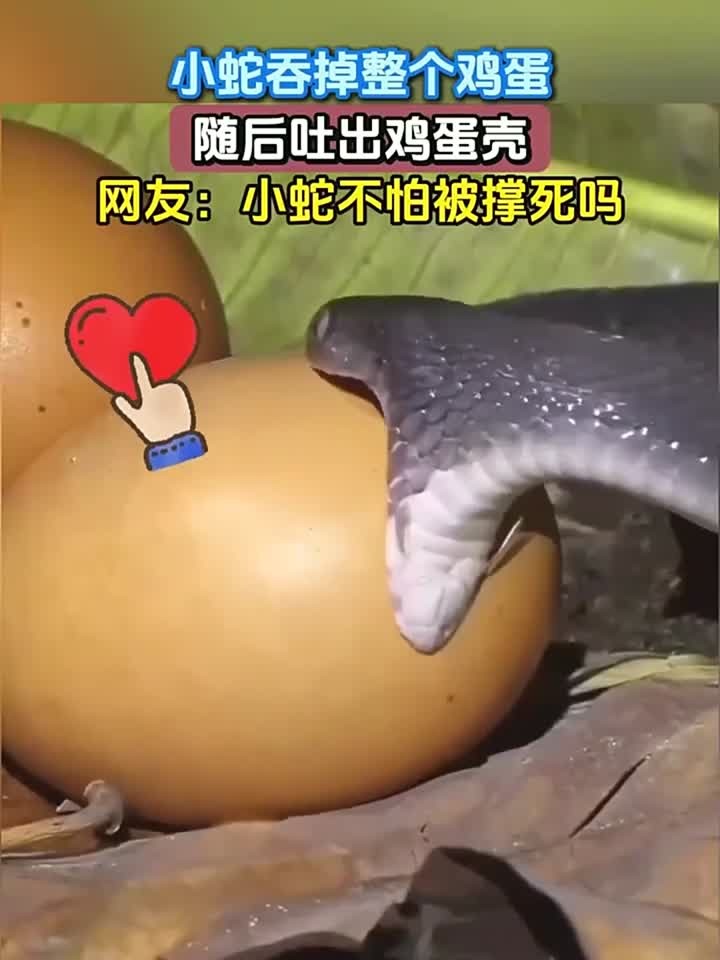小蛇吞掉整个鸡蛋，随后吐出鸡蛋壳，网友：小蛇不怕被撑死吗
