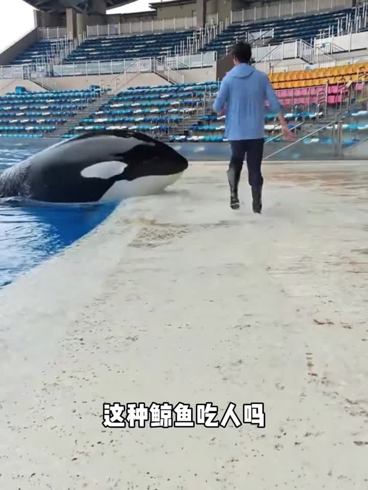 分享科普9种鲸鱼，哪种不会攻击人类？