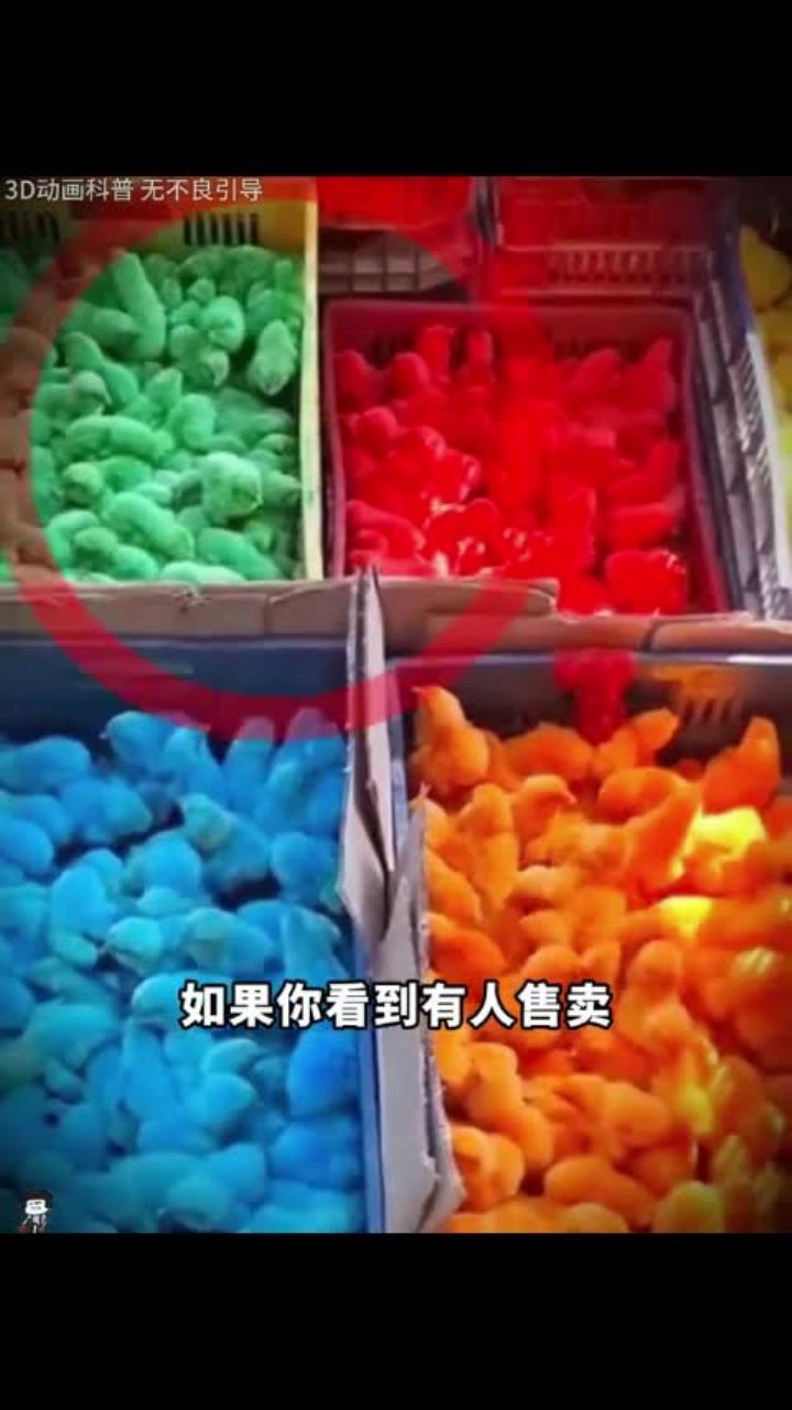 彩色小鸡骗局有多可怕