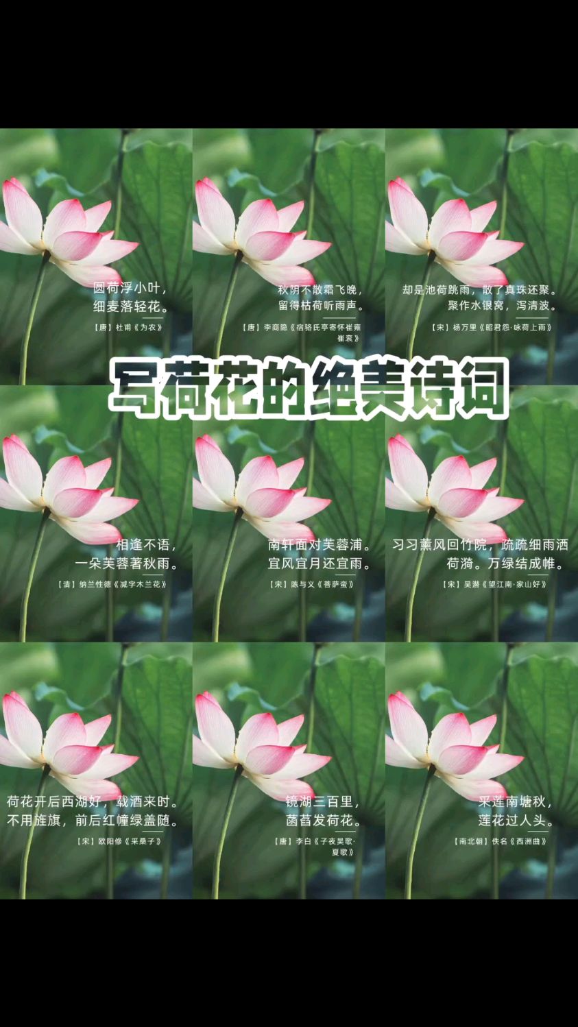 写荷花的绝美诗词