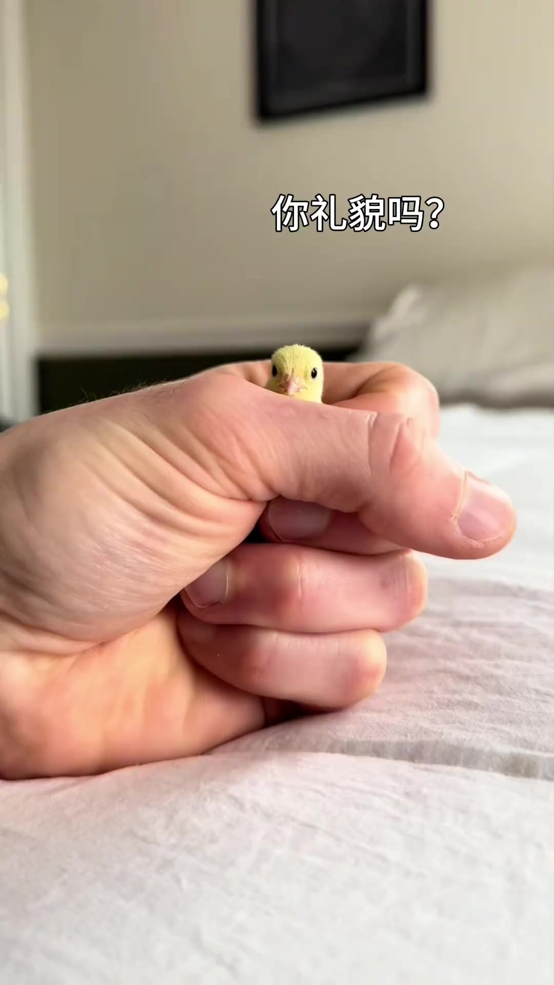彩鹑鸟，小小的还怪可爱