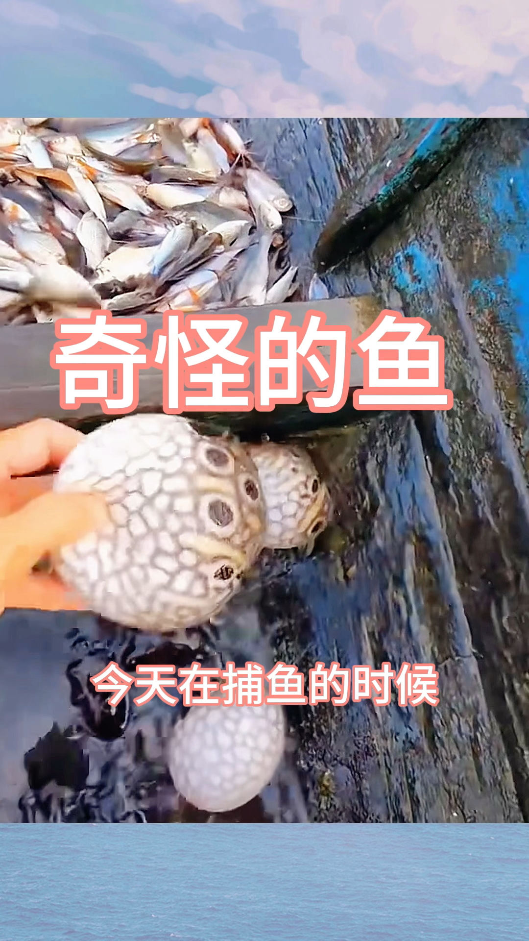 奇怪的鱼,肚子居然胀的像个气球