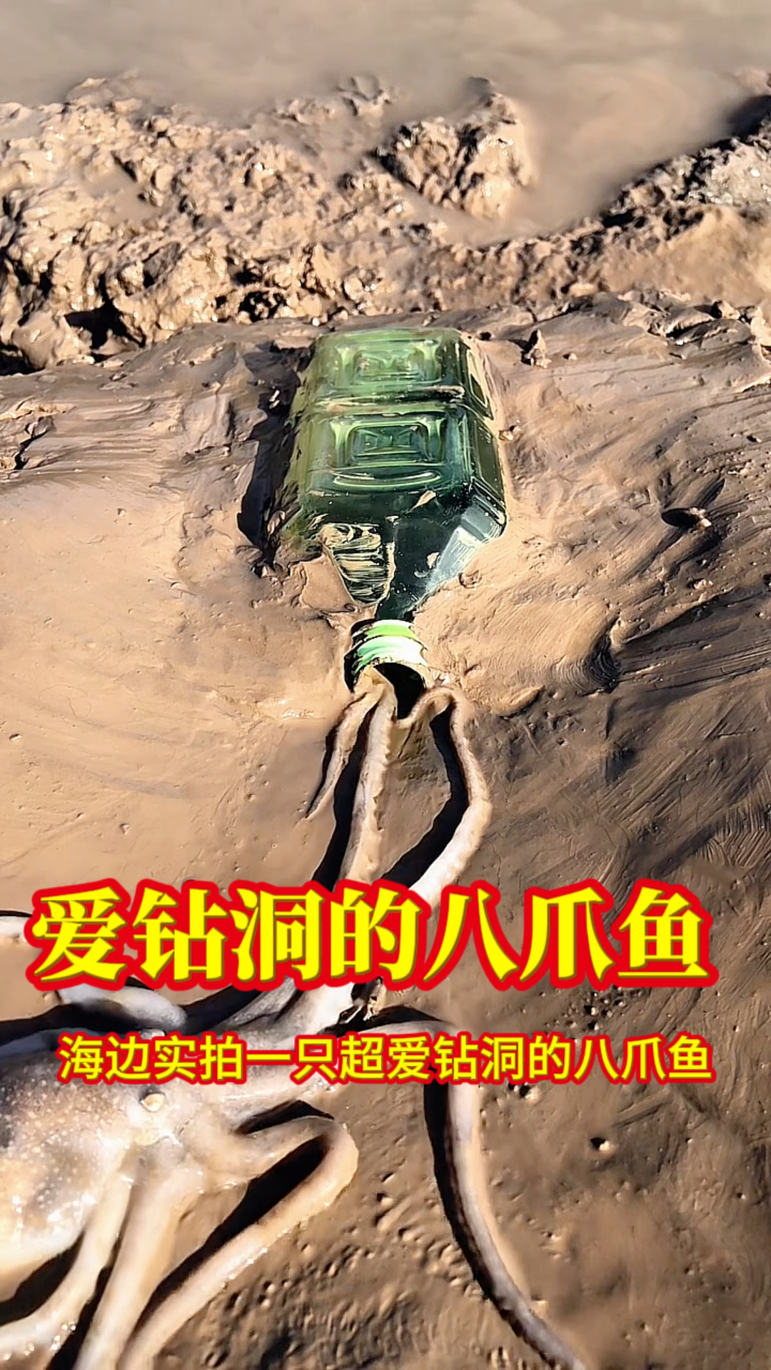 爱钻洞的八爪鱼，结局亮了