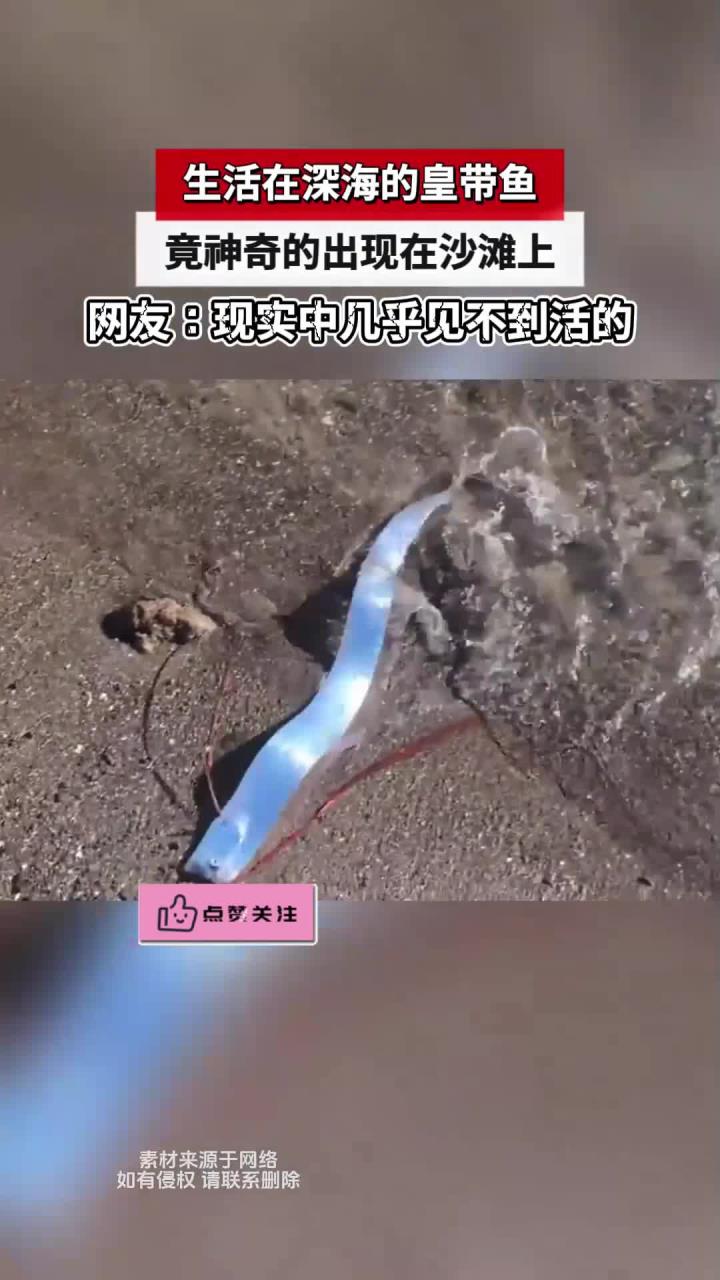 生活在深海的皇带鱼,竟神奇的出现在沙滩上