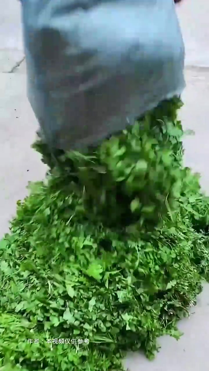 挖野菜包饺子可好吃了