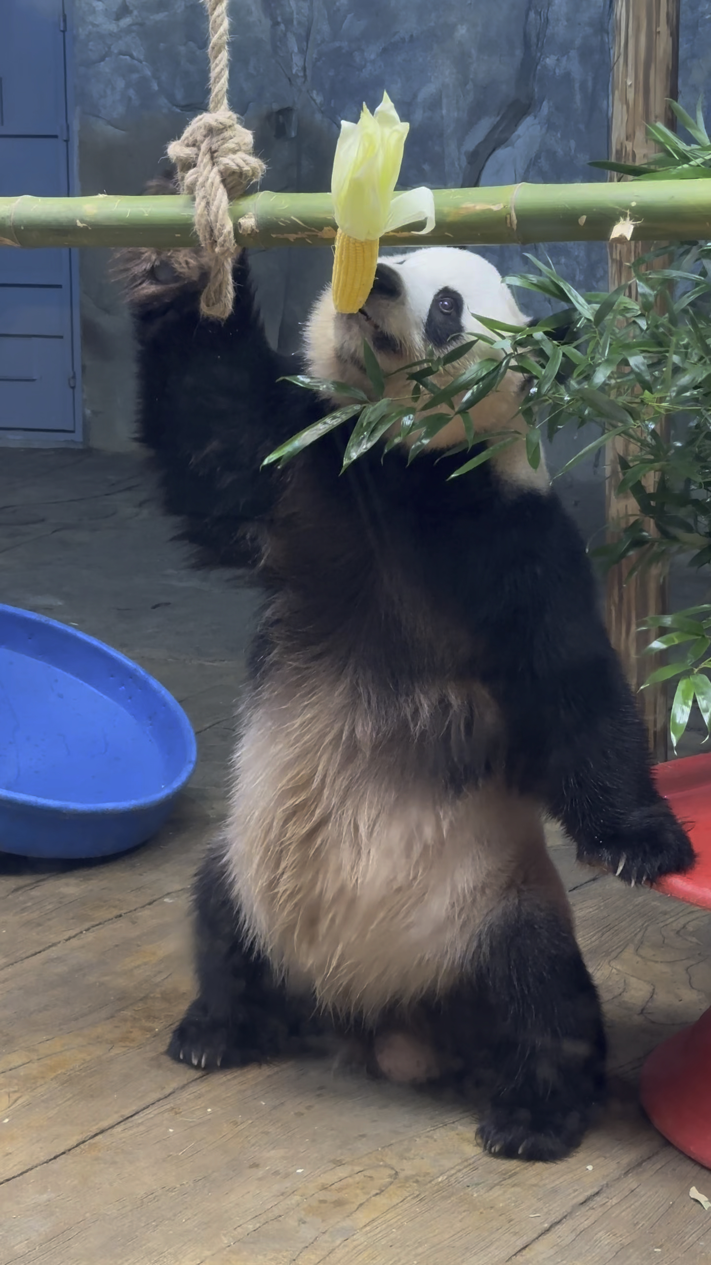 舟舟站起来就是一只小企鹅,现在最爱吃玉米啦