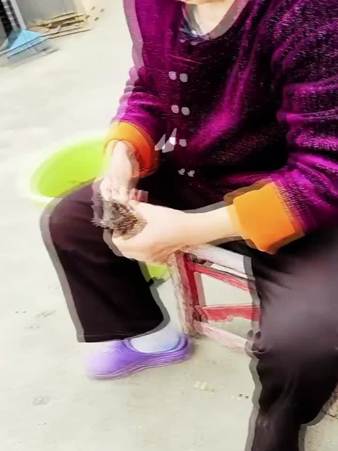 如何快速辨别鸡苗公母