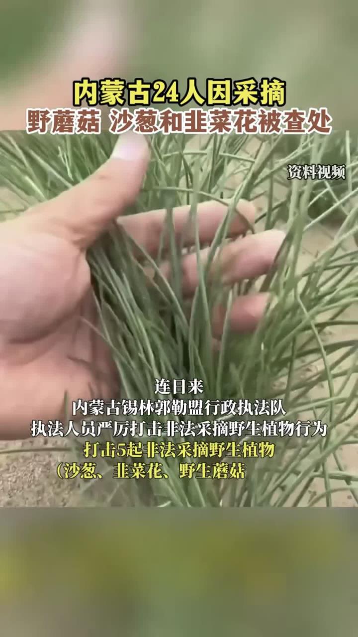 内蒙古24人因采摘野蘑菇、沙葱和韭菜花被查处