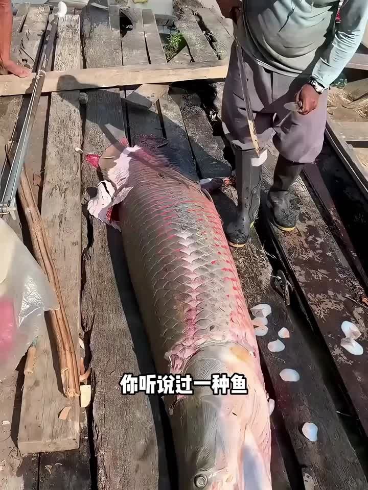 刀都砍不动的鱼鳞!食人鱼都咬不穿的鱼有多厉害?