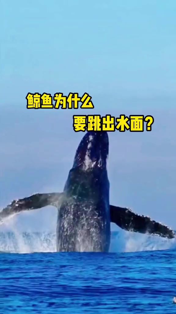 鲸鱼为什么要跳出水面？这可不仅仅是力量的展现
