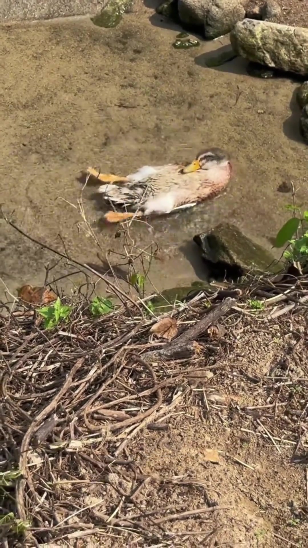 分销15种不同品种的鸭子!你认识几种?