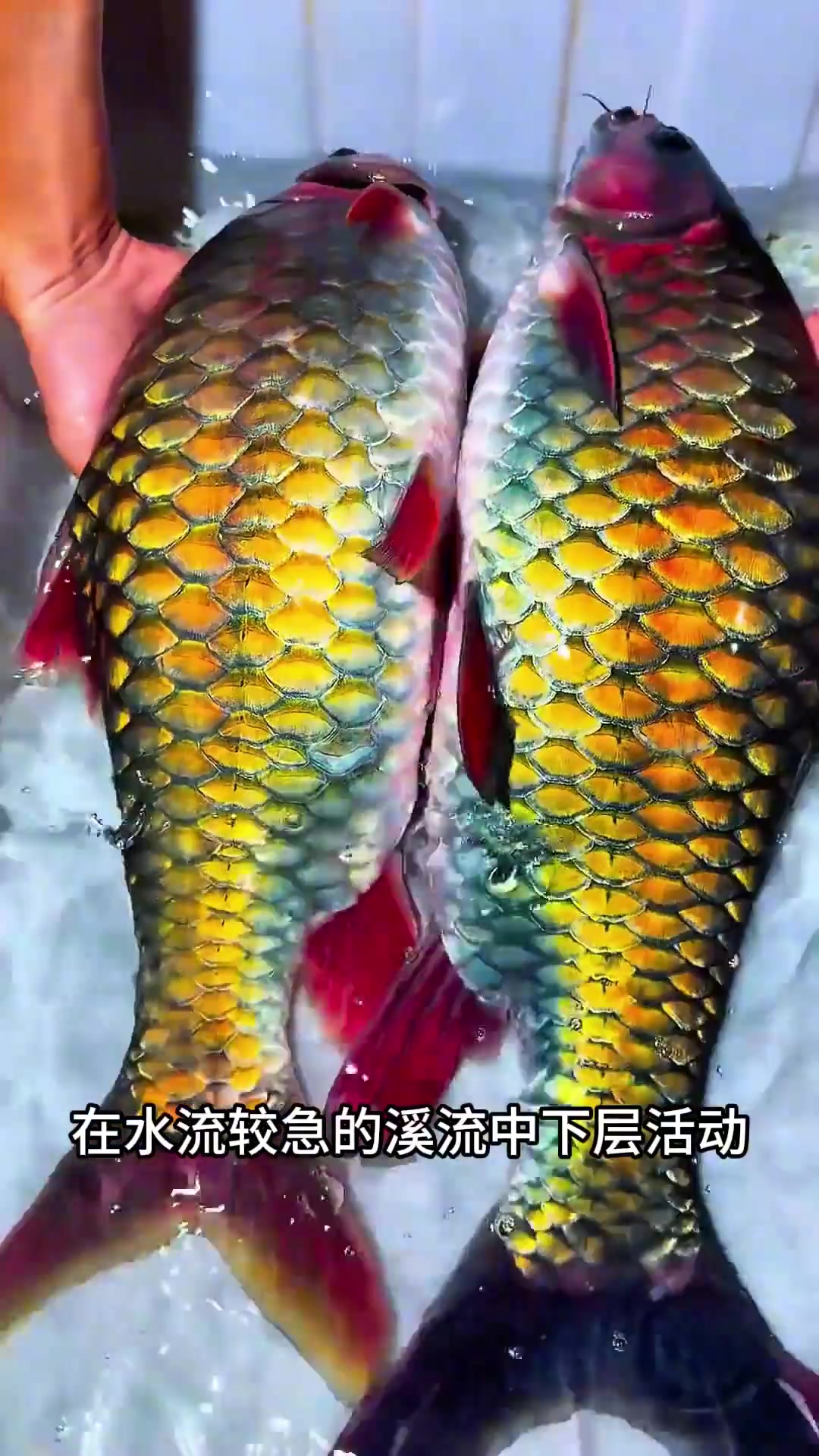 溪流鱼种还得看贵州，带你认识16种贵州溪流鱼种