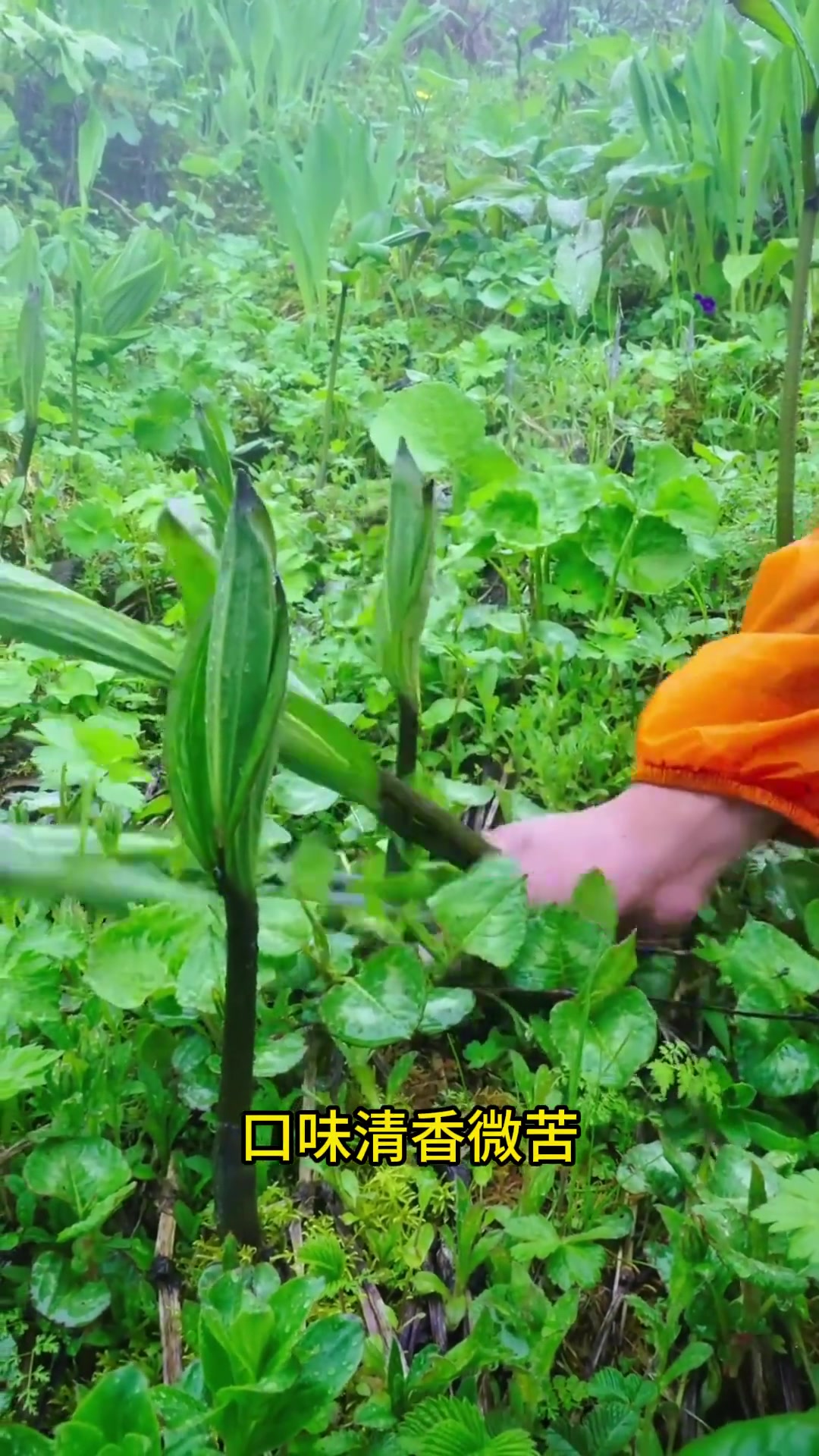 这些野菜喂猪太可惜了？带你认识28种野菜