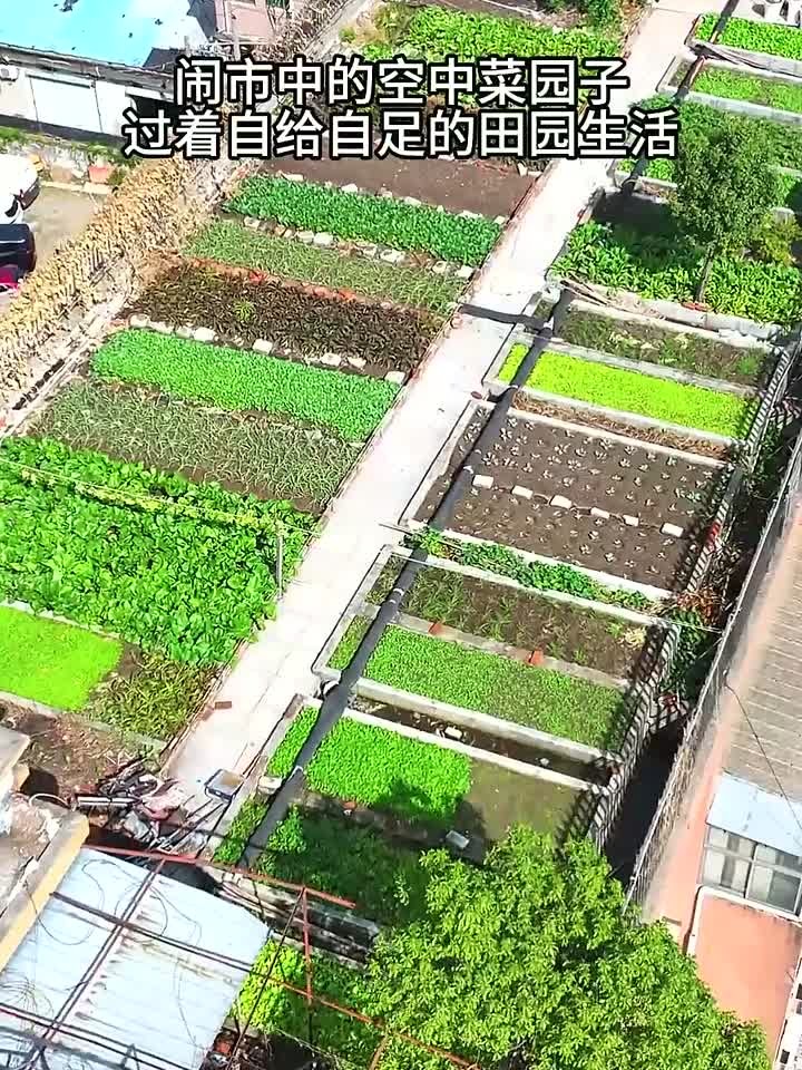 闹市中的空中菜园子，种了几十种，各种各样的蔬菜，吃不完根本吃
