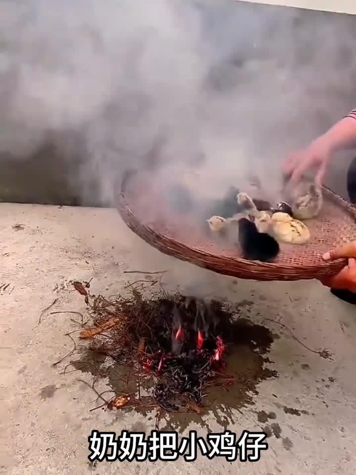 为什么小鸡仔要用烟熏,难道有什么说法吗