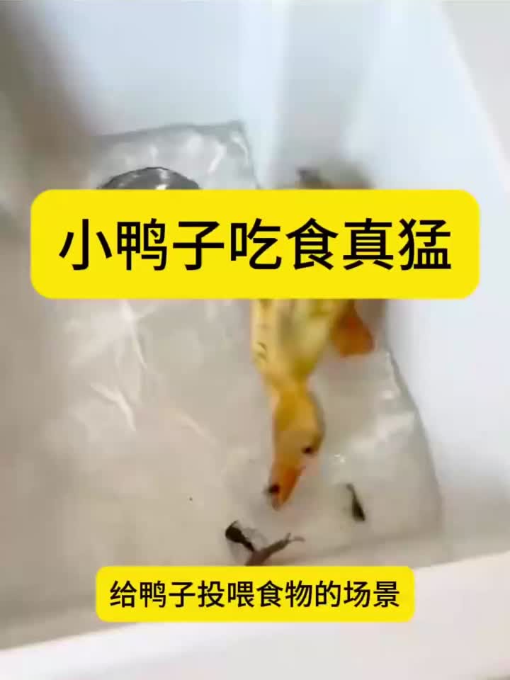 小鸭子吃食真猛,一点不挑