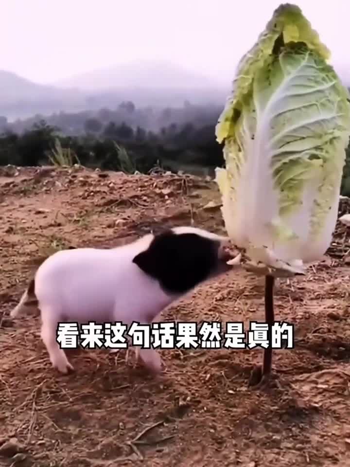 让你们见识一下什么叫猪拱白菜！
