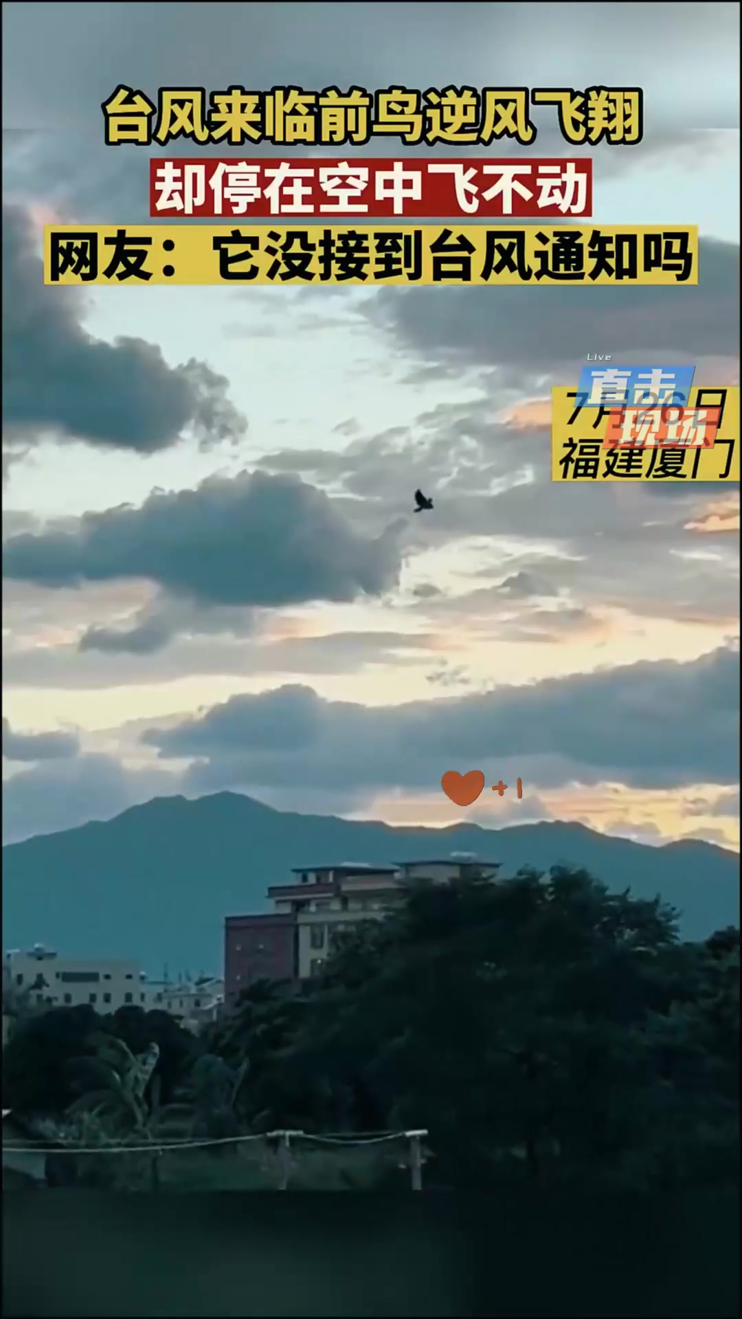 福建厦门,小鸟在天空中逆风飞翔,却停在空中飞不动