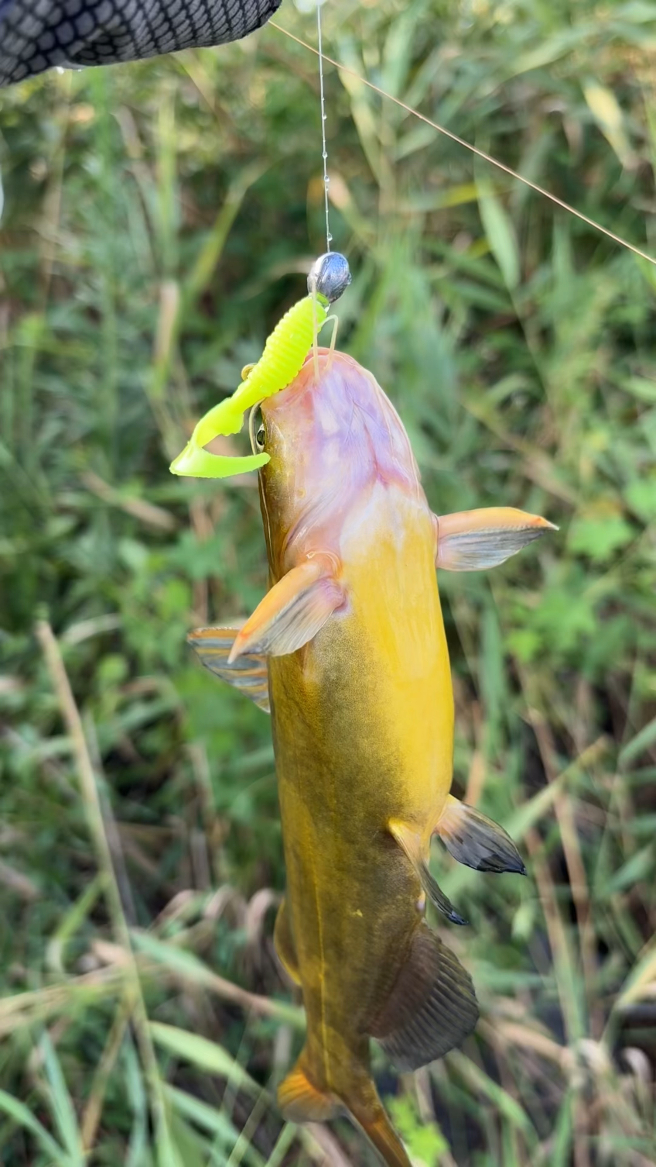 钢针鱼,还能吃假饵。真牛!
