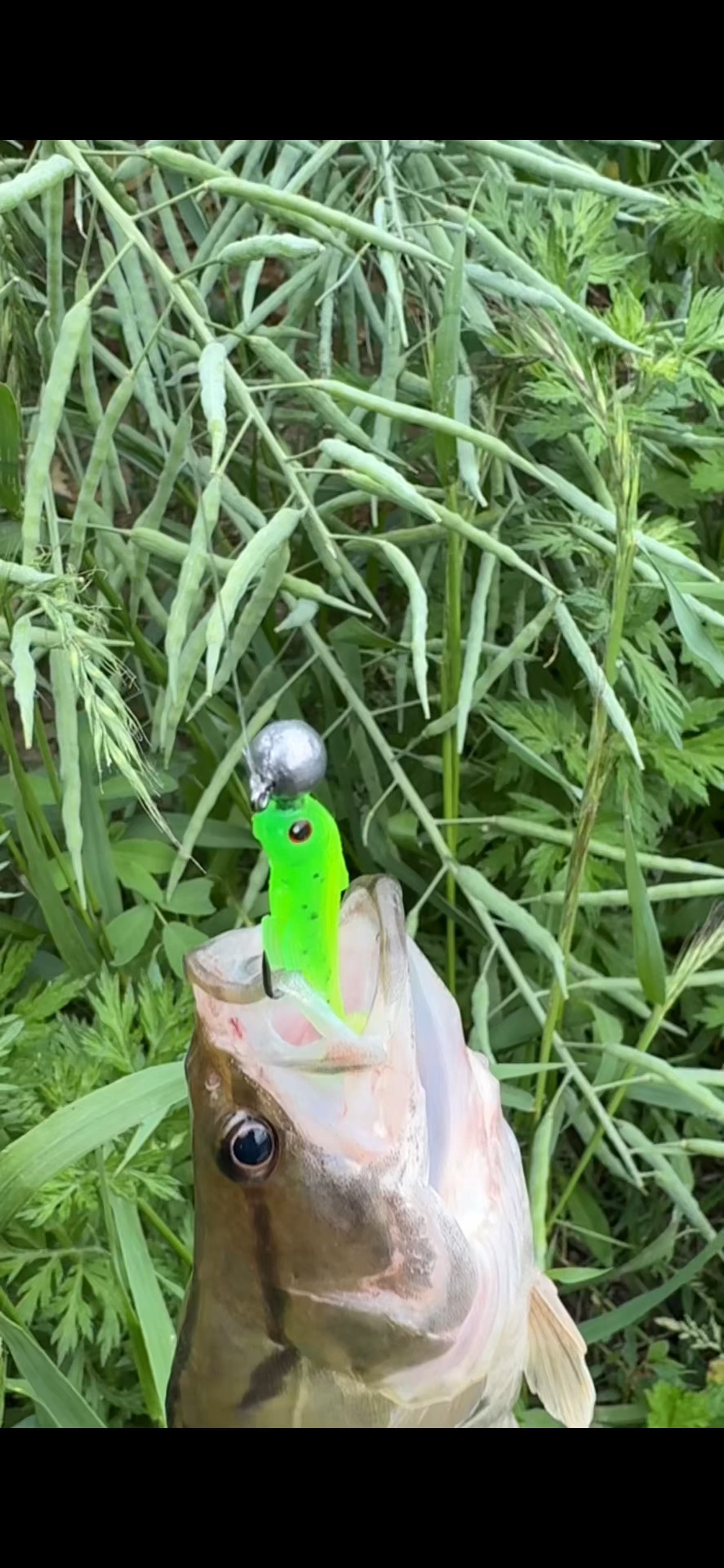 路亚鳜鱼,扎蛤蟆操作手法,鳜鱼能连杆!