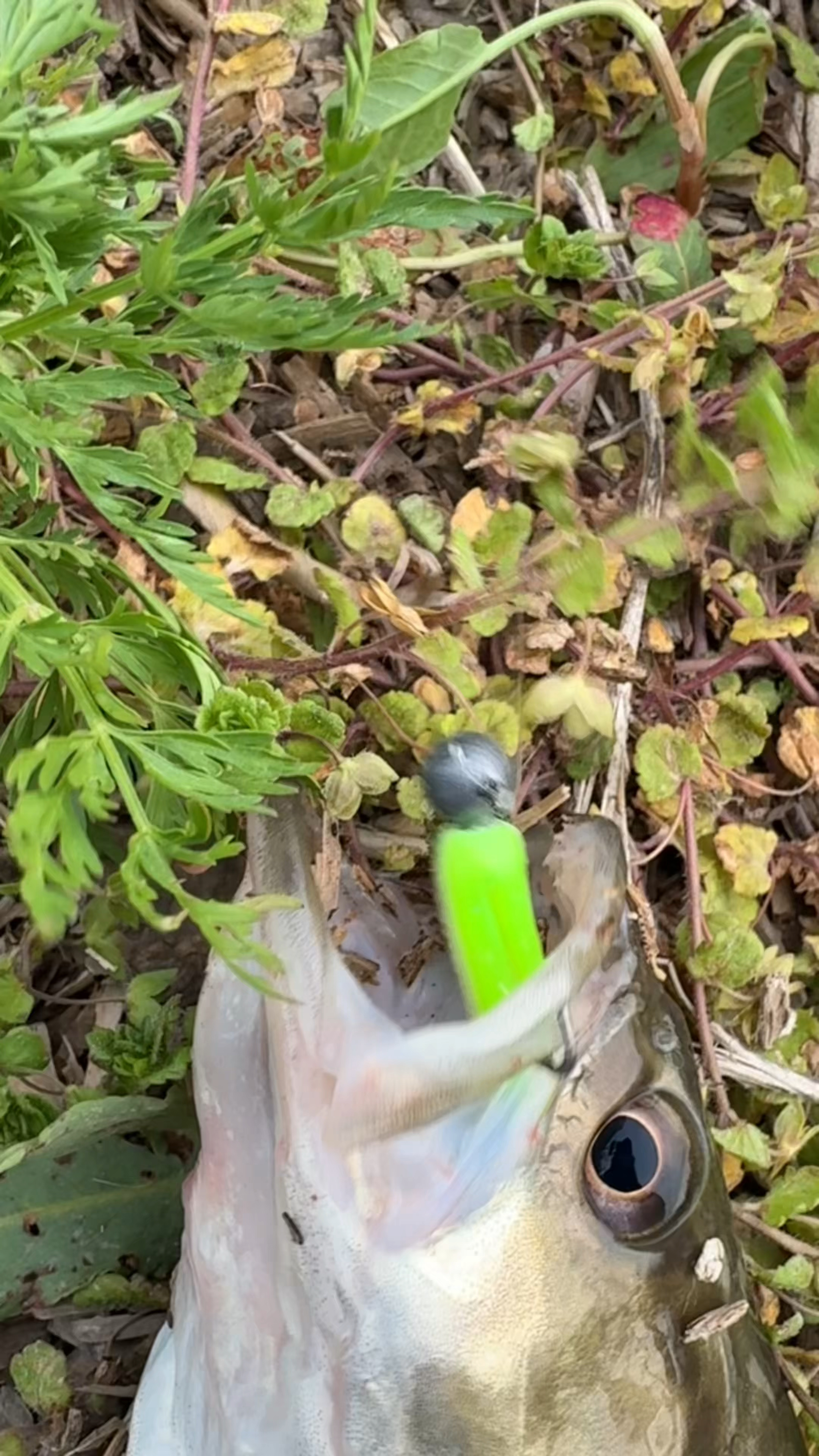 路亚鳜鱼，轻铅飘近岸结构。鳜鱼给口猛！