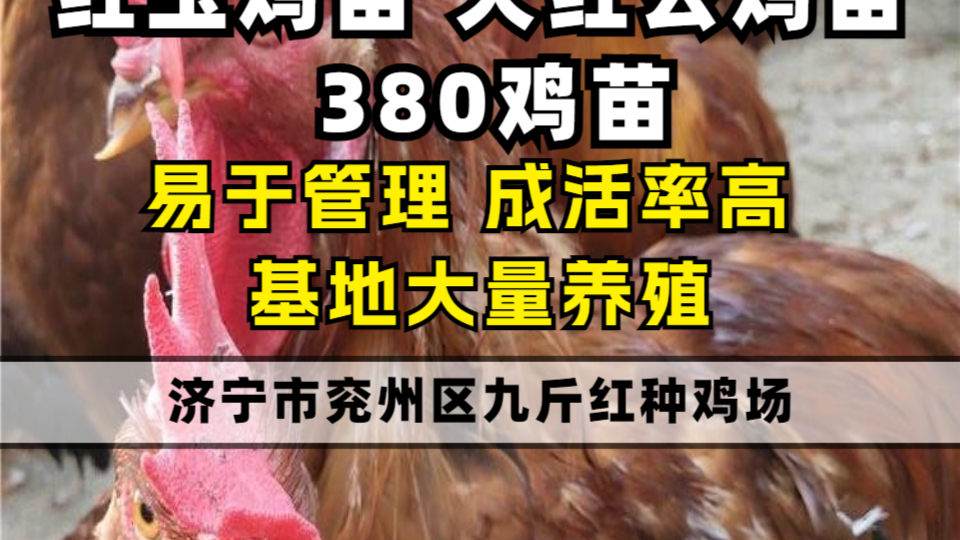 我们繁育大红公鸡苗、380鸡苗等多种品种,品质卓越。大红公鸡