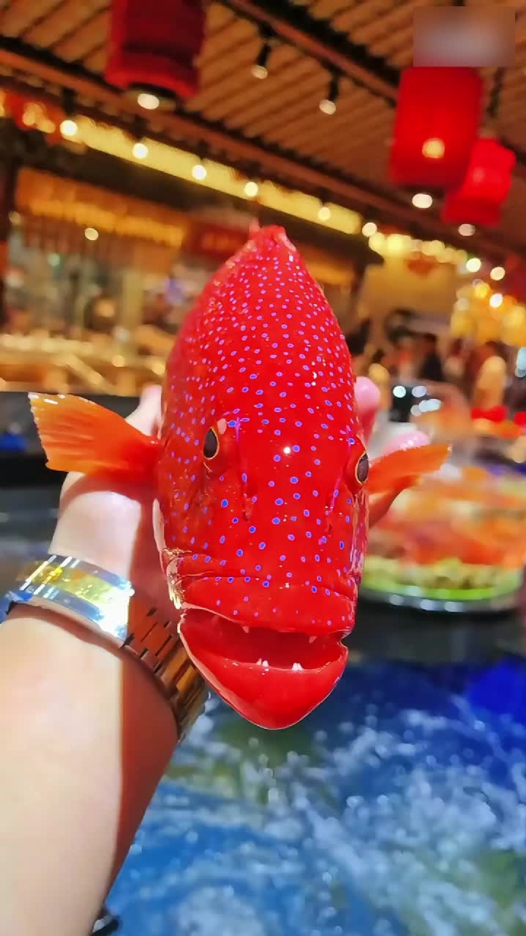 盘点分享25种石斑鱼，精心收集，超全，这么多品种你认识几种？