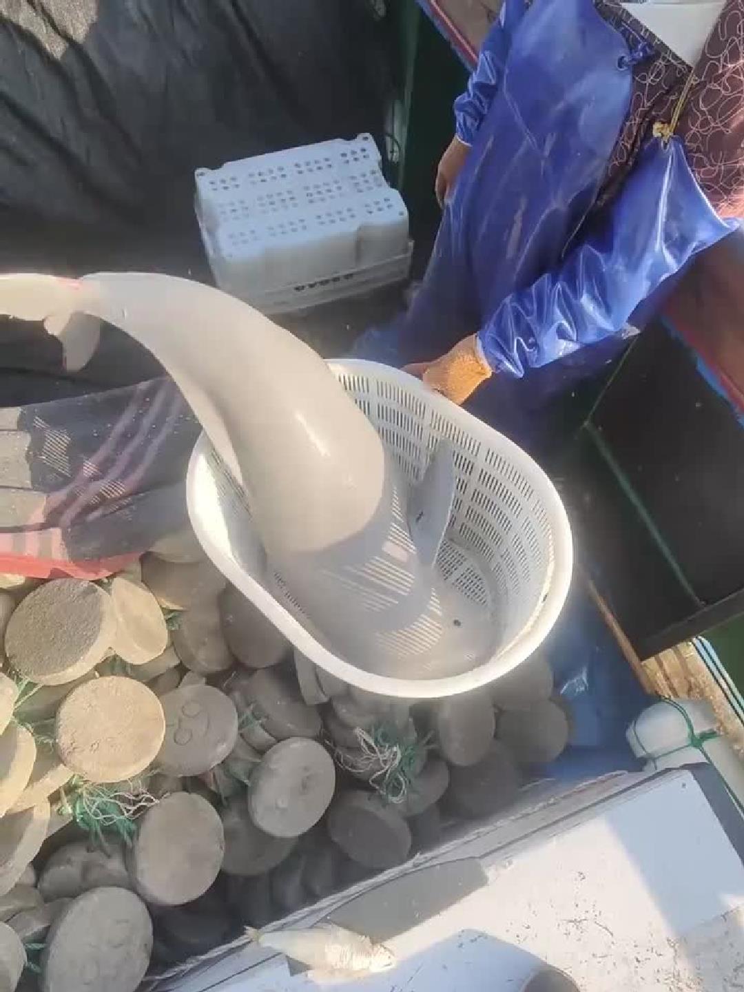 12种保护鱼别误食，触碰即违法！