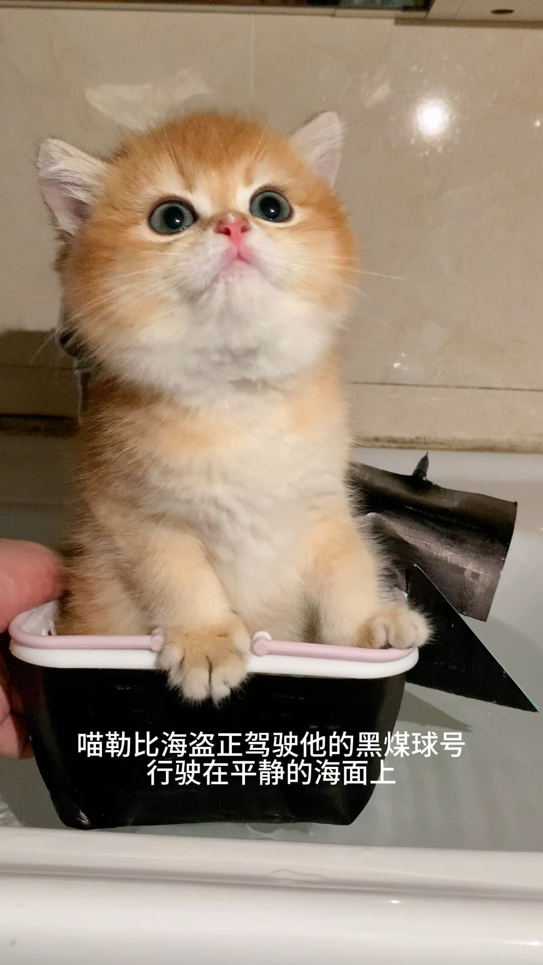 勇敢的加勒比海盗猫