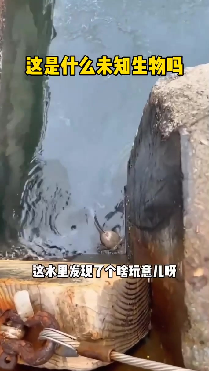 这是什么未知生物吗 (1)