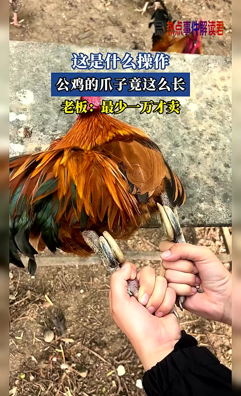 这是什么操作，公鸡的爪子竟这么长，老板：最少一万才卖