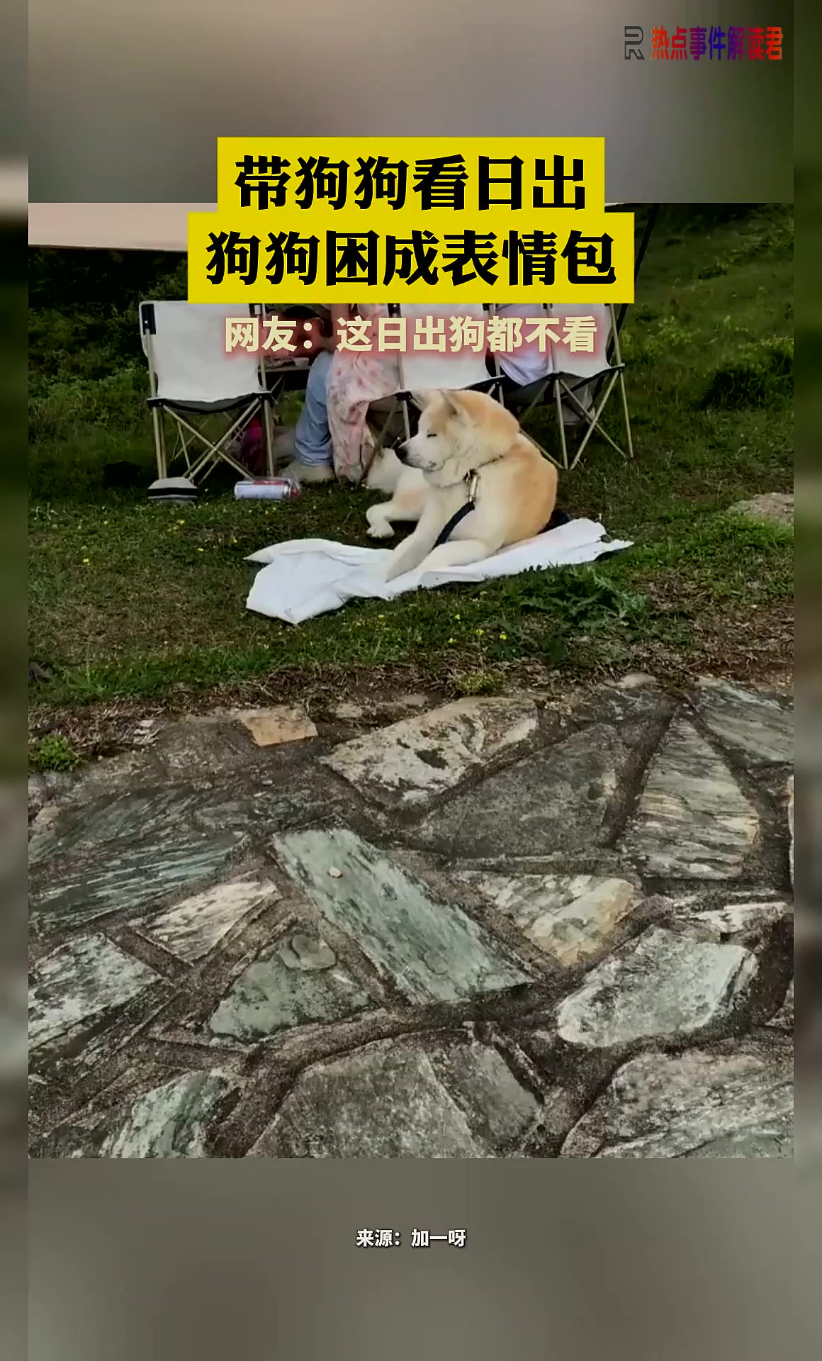 带狗狗看日出,狗狗困成表情包,网友:这日出狗都不看
