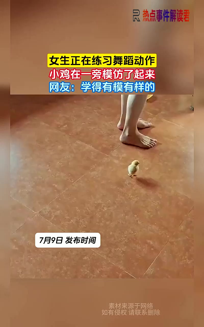 女生正在练习舞蹈动作，小鸡在一旁模仿了起来